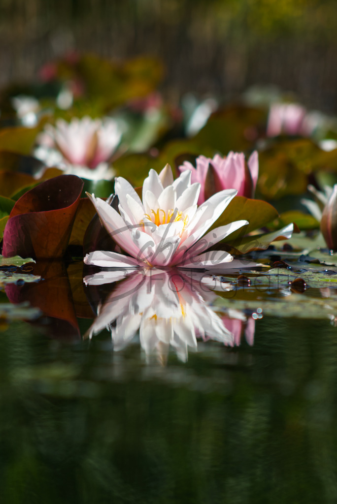 Natur & Tiere 17 | Seerose - Realisiert mit Pictrs.com