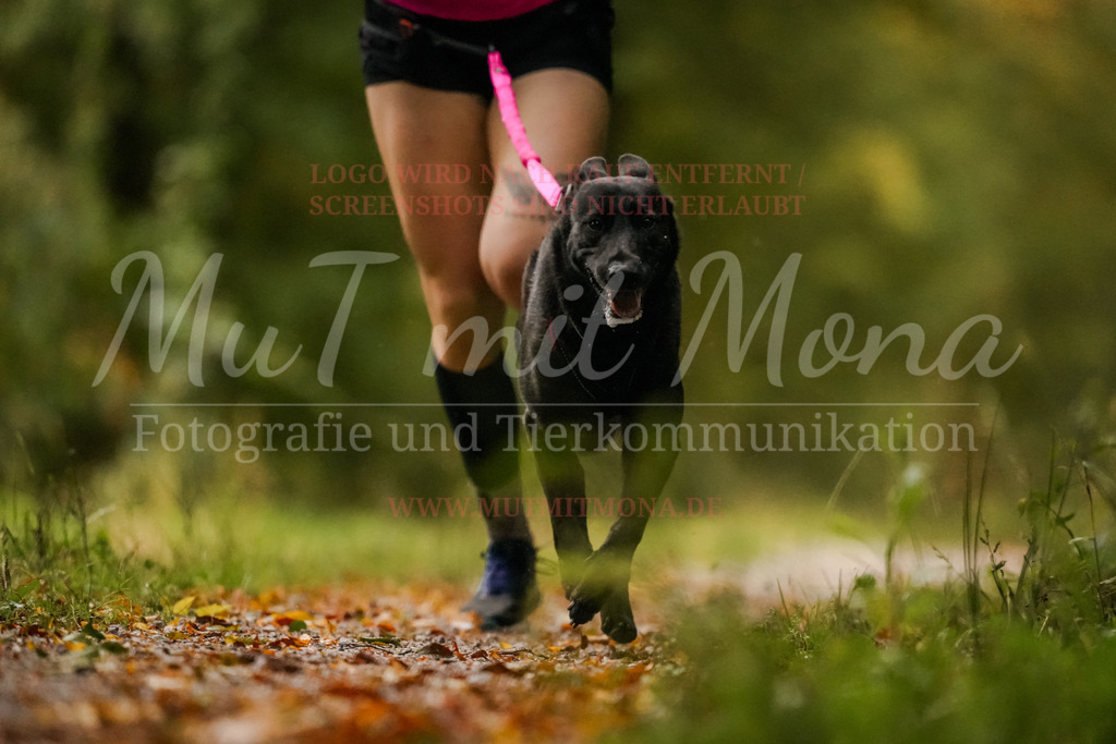 20251005_THS_Turnier-45 | MuT (Mensch und Tier) mit Mona - Fotografie und Tierkommunikation - Realisiert mit Pictrs.com
