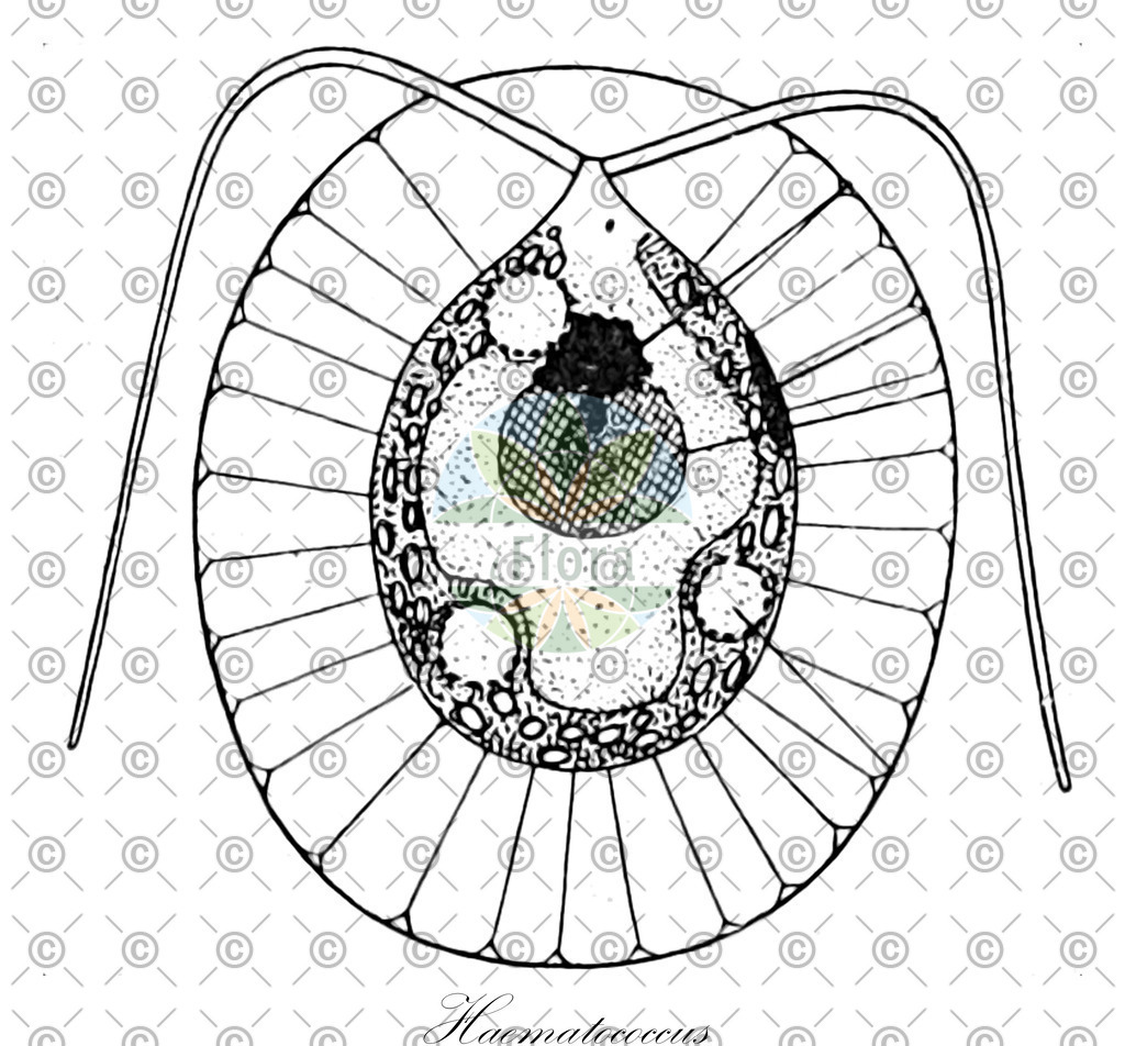HistAbb_4SG5_6_ENZY_Simple | Historische Abbildung von Haematococcus - Haematococcaceae (0) | Historical Illustration of Haematococcus - Haematococcaceae (0)