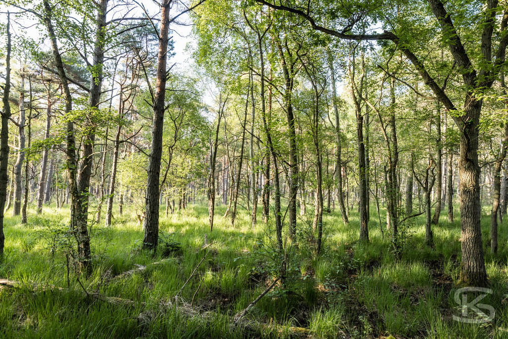 Sonnendurchfluteter Birkenwald am Weststrand – Fischland-Darß-Zingst | Idyllischer Birkenwald am Fußweg zum Weststrand auf Fischland-Darß-Zingst. Lichtes Unterholz, saftige Wiesen und charakteristische Ostseeküsten-Natur der Halbinsel Darß. Naturfotografie Mecklenburg-Vorpommern. - Realisiert mit Pictrs.com