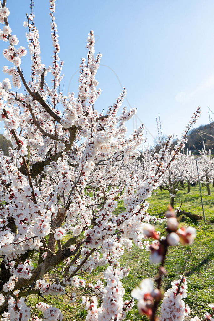 Marillenblüte Wachau | Ihre Fotografin im Lungau, ihre Fotografin im Mostviertel, Wandbilder Onlineshop, Imagefotos für Ihr Unternehmen,  - Realisiert mit Pictrs.com