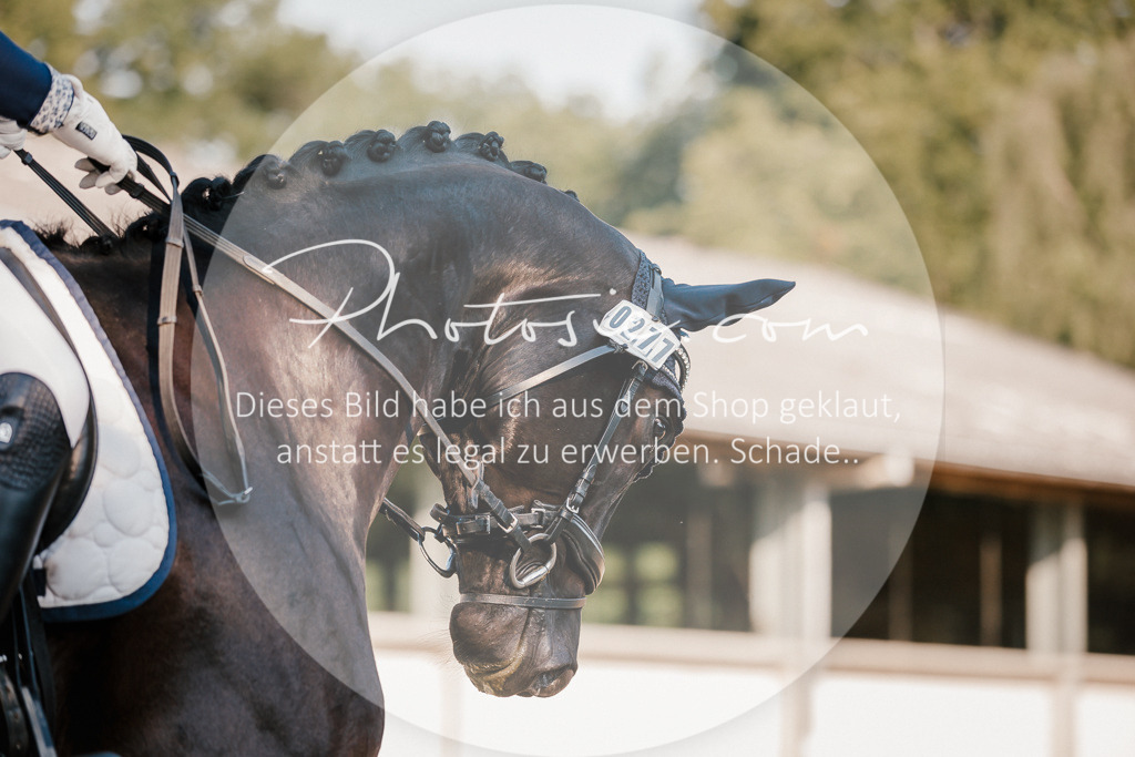 3I6A8557 | Stimmungsvolle Portraits und Reitsportfotografie im Ruhrgebiet und im Münsterland.

Pferdefotografie, Hundefotografie, Tierfotografie, Reportagen, Portraits von Tier und Mensch, Turnierfotografie in Bochum, Recklinghausen, Marl, Haltern am See, Dülmen.. - Realisiert mit Pictrs.com