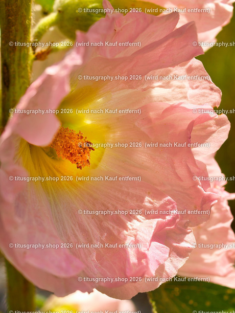 titusgraphy_P7173151-vz-ln | titusgraphy-shop: Geschenkideen mit Qualitätsfotos. titusgraphy-shop: gift ideas with quality photos. titusgraphy-shop: idées cadeaux avec photos de qualité.  - Realisiert mit Pictrs.com