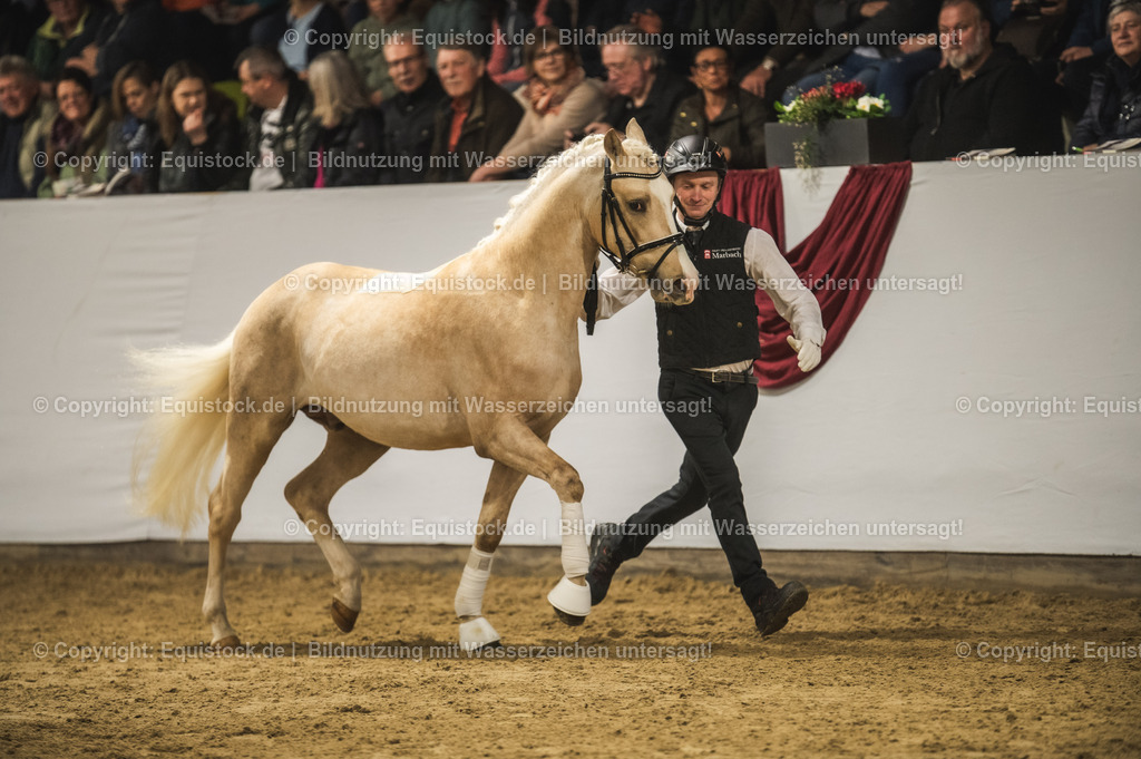 20240302_Hengstvorstellung_Marbach_TOMsPiC_0803 | equistock