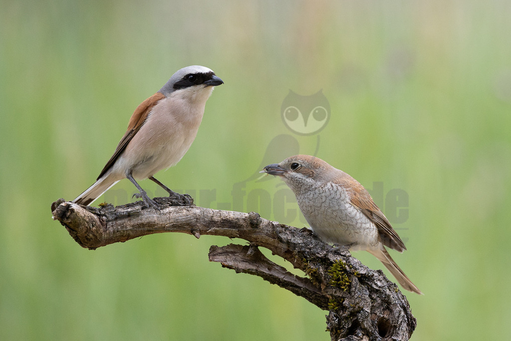 R6NF4429_20240530 | Obwohl der Neuntöter kaum größer ist als ein Spatz, gehören große Libellen, kleine Mäuse und Jungvögel zu seinen Beutetieren. Von einem Aussichtspunkt aus beobachtet er den Boden im nahen Umkreis. Wenn er eine Maus entdeckt hat, stürzt er sich auf sie und tötet sie mit seinem spitzen Schnabel, ähnlich wie ein großer Raubvogel. Insekten fängt der Neuntöter im Flug.  - Realisiert mit Pictrs.com