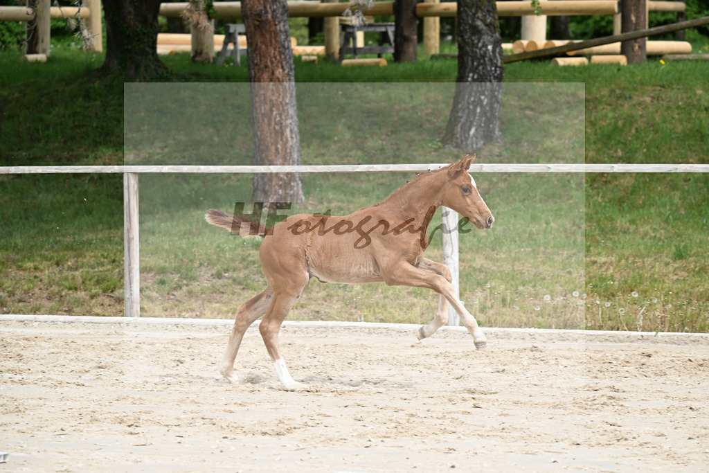Kat-Nr. 15 SF Erste Sahne x Va Bene_Vierl_24260122 | hf-fotografie - Realisiert mit Pictrs.com