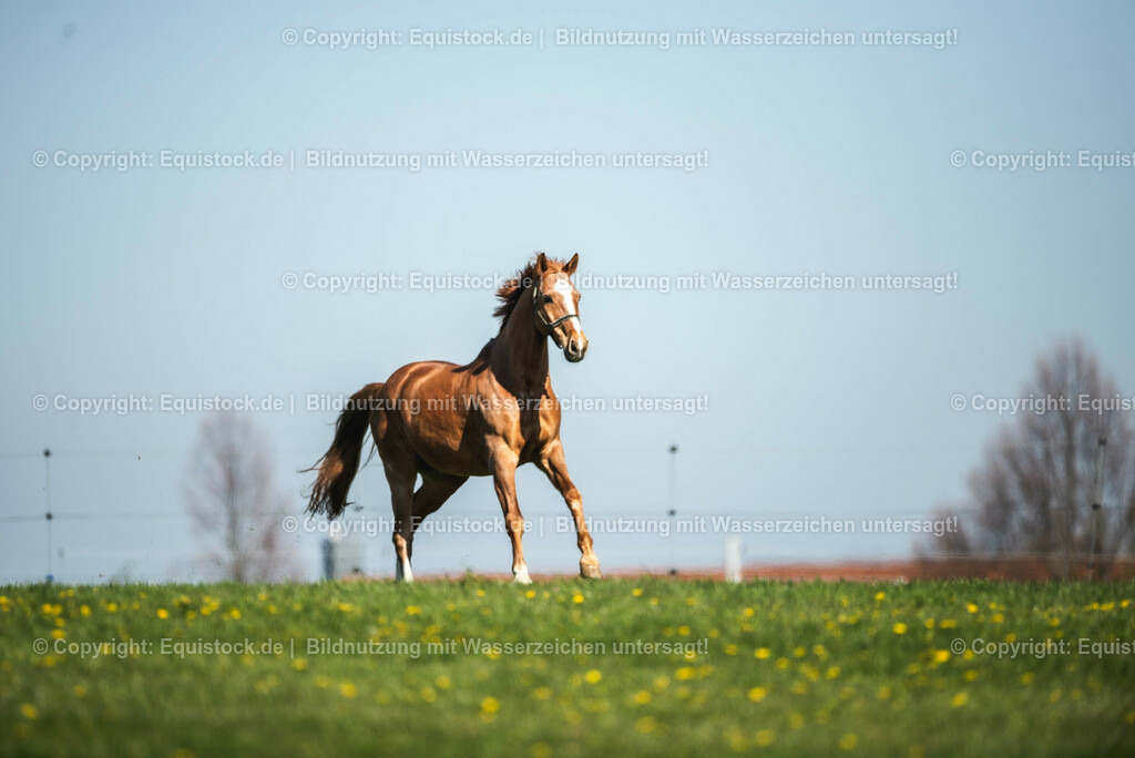 20210426_Pferd-auf-Koppel_0009 | equistock