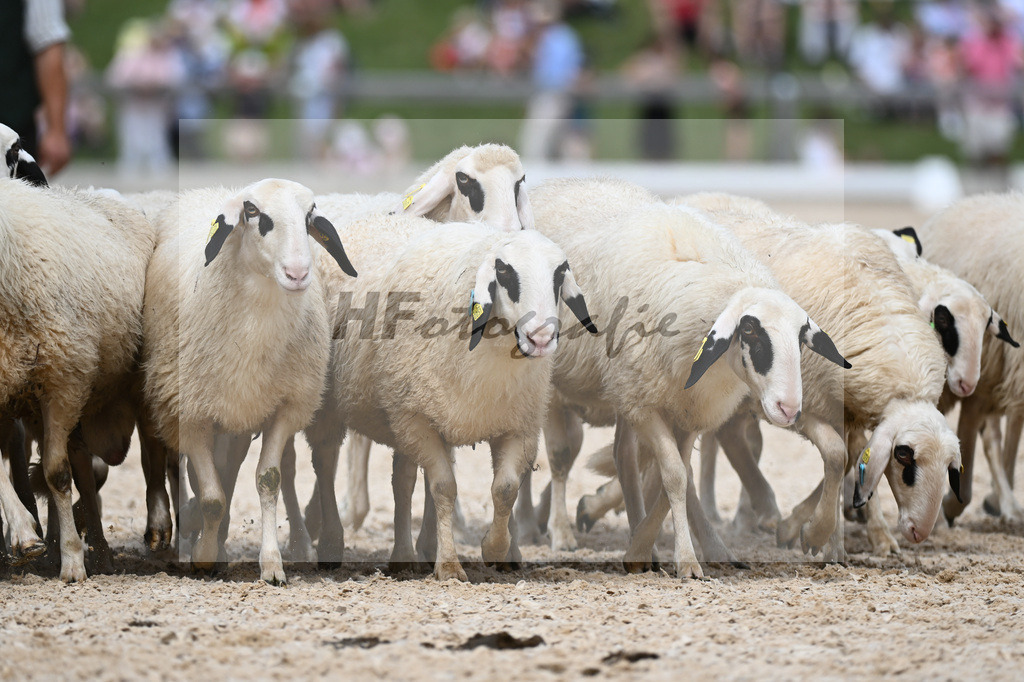 Unsere Schafe_36240543 | hf-fotografie - Realisiert mit Pictrs.com