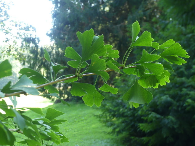 Gingko 2 | Verkauf von Fotos und  Videoclips zumThema Natur.Motive sind Pflanzen, Tiere, Landschaftenund Wetter - Realisiert mit Pictrs.com