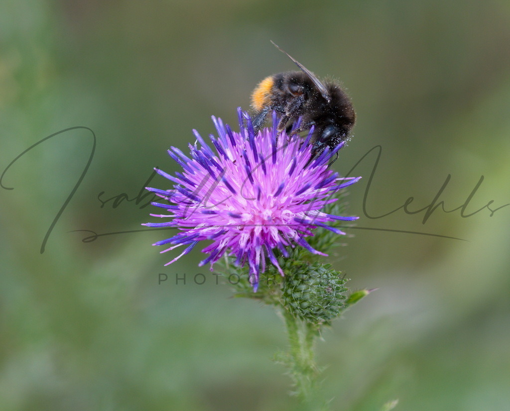 057_Hummel | i-n-photography - Realisiert mit Pictrs.com