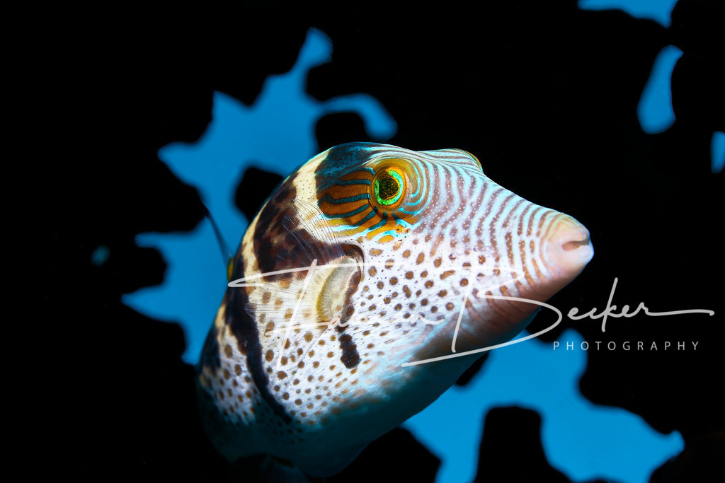 Aura | Einzigartige Wandbilder von faszinierenden Unterwasserwelten. Exklusive Kunst für Empfangsbereiche, Wohnraum oder Wartezimmer. - Realisiert mit Pictrs.com