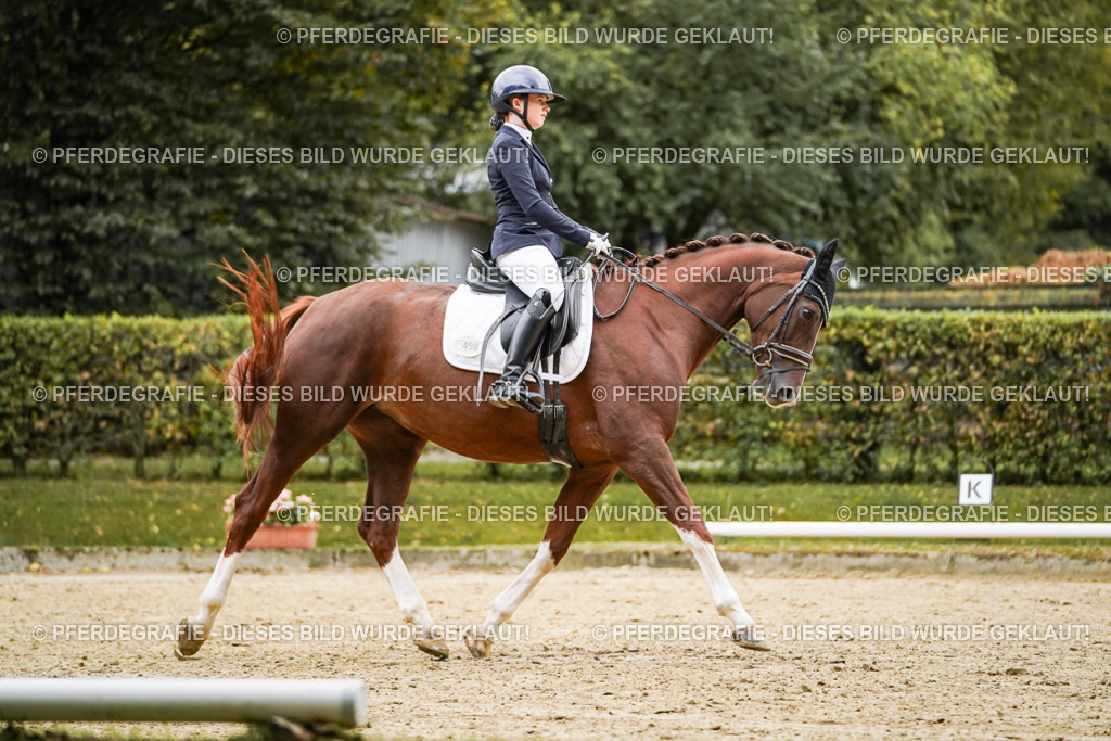 DSC06826 | Pferdegrafie