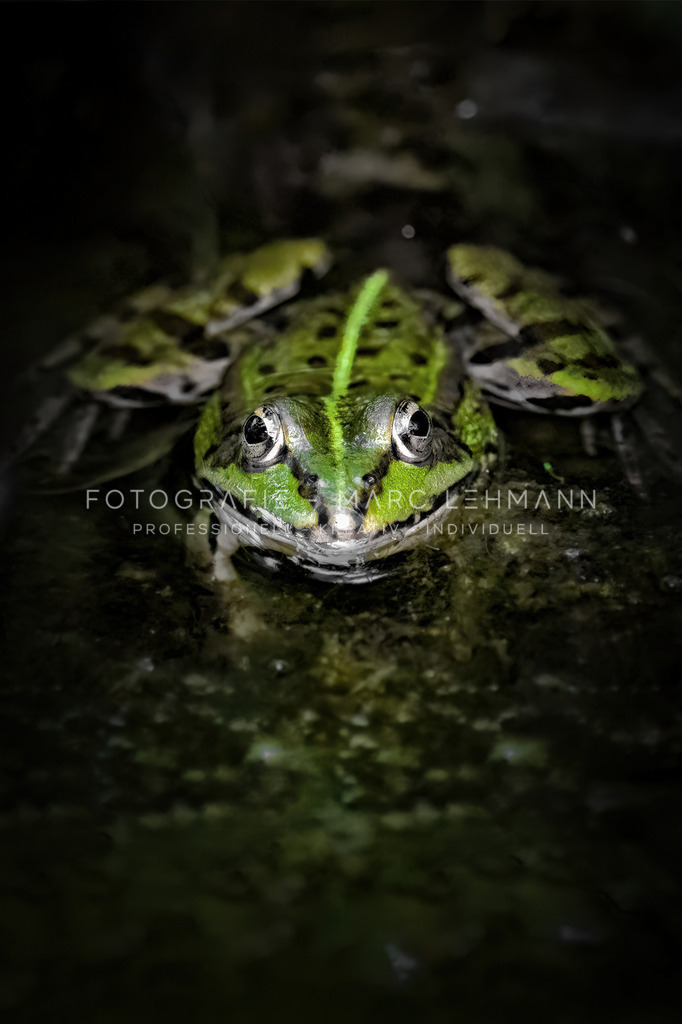 Fotografie-Marc-Lehmann-Frosch | Fotografie Marc Lehmann - Realisiert mit Pictrs.com