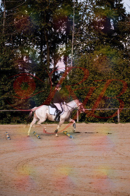 2026_10_03_Siefer-Hof_144156_Z81_14443521 | Professionelle Reitsport-, Turnier- und Eventfotografie von Robert Broda. Galerien mit ausgewählten und bearbeiteten Bildern direkt online ansehen und bestellen.