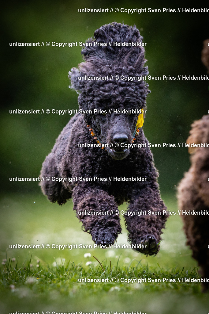 Sven Pries | 2025-05-29 - Pudelrennen KA-Durlach - Realisiert mit Pictrs.com