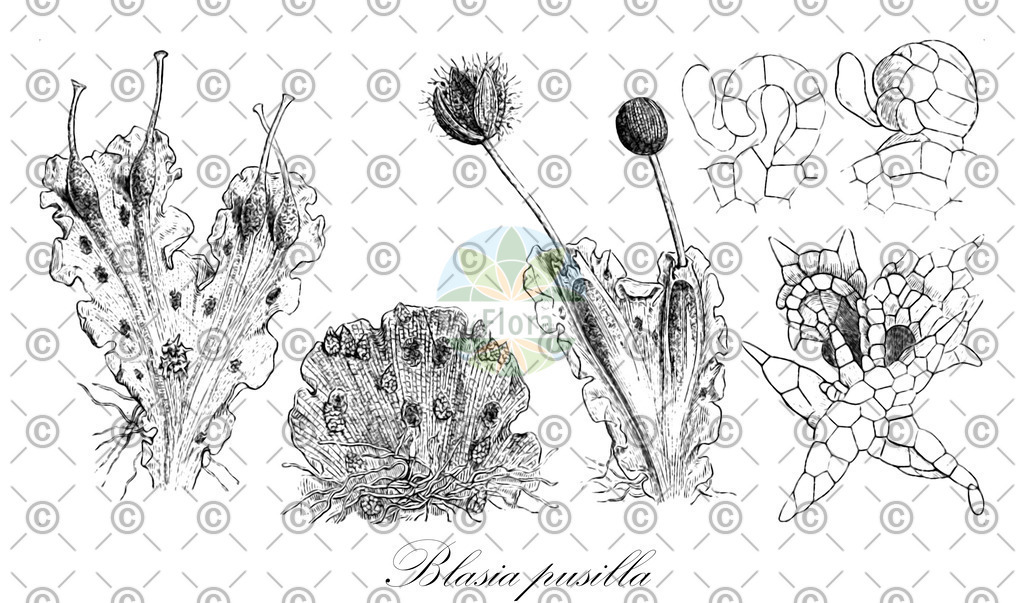 HistAbb_wfo-0001196148_3_ENZY_Simple | Historische Abbildung von Blasia pusilla - Blasiaceae | Historical Illustration of Blasia pusilla - Blasiaceae