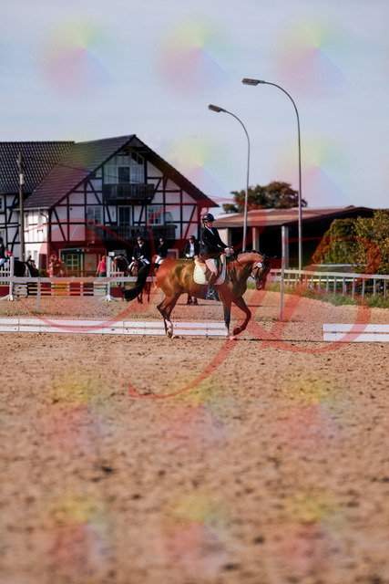 2026_10_03_Siefer-Hof_131908_Z81_67908931 | Professionelle Reitsport-, Turnier- und Eventfotografie von Robert Broda. Galerien mit ausgewählten und bearbeiteten Bildern direkt online ansehen und bestellen.