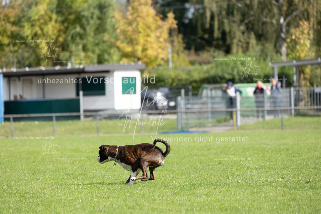_16A6888 | Einzigartige Fotos von Hunden & Menschen –Actionfotos, Portraits, Vereinsaufnahmen & Paarshootings – authentisch, lebendig & mit Herz.