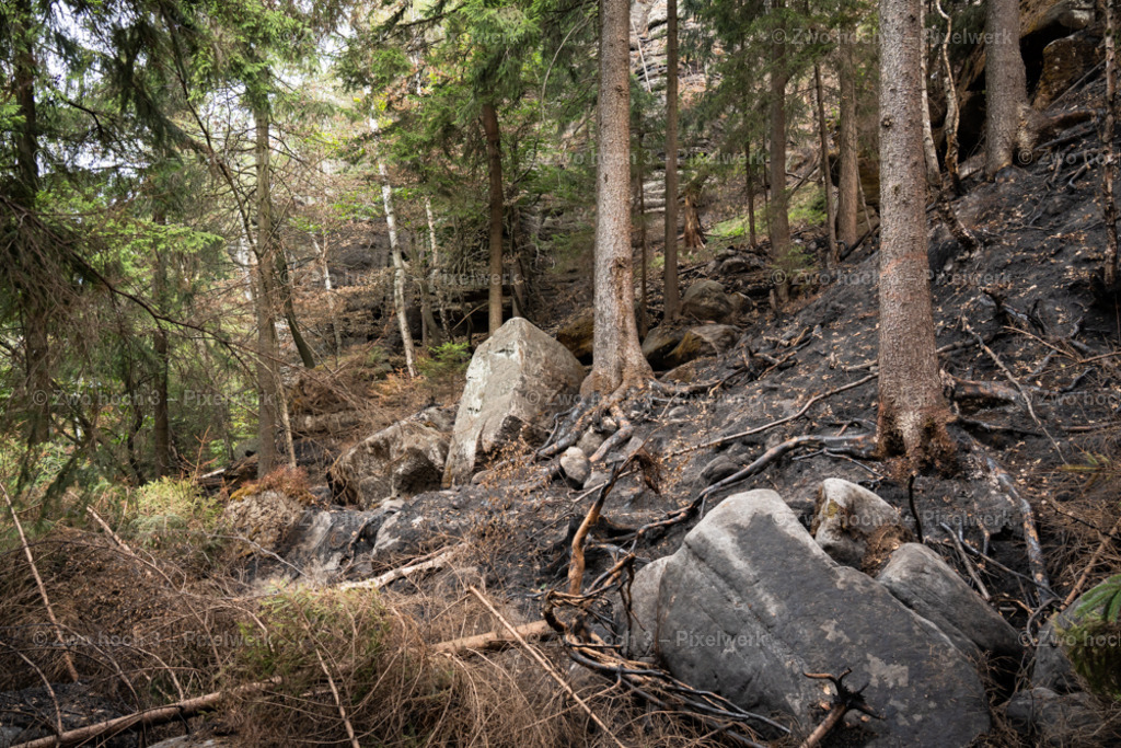 Obere_Affensteinpromenade_Felsblock_Baumstamm_Waldbrand | 2022-09-02_Waldbrandgebiete_2 - Realisiert mit Pictrs.com