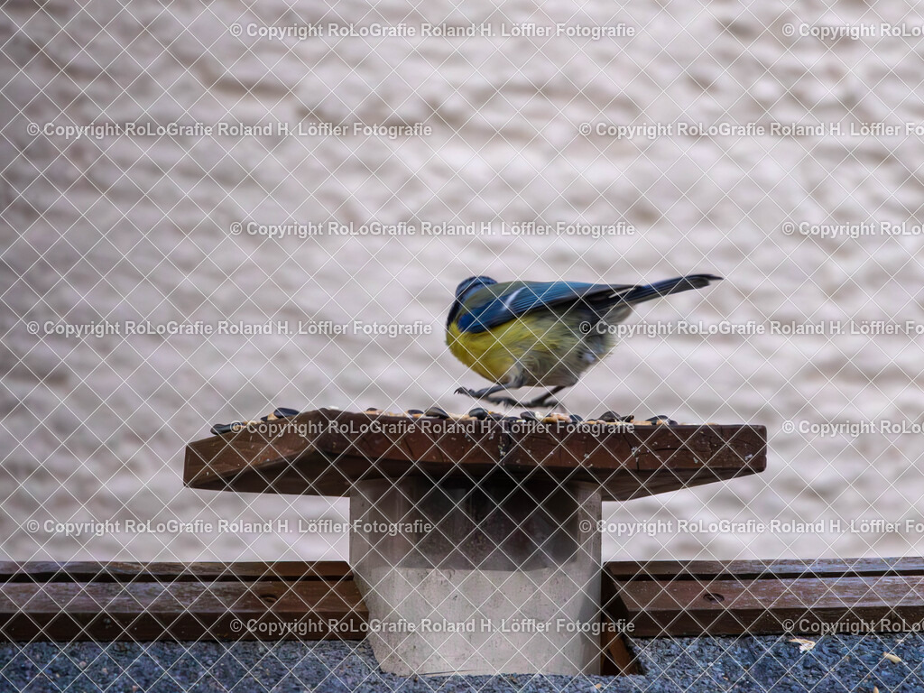 20240411_Vögel_RoLoGrafie-16 | Vogel im heimischen Garten - Realisiert mit Pictrs.com