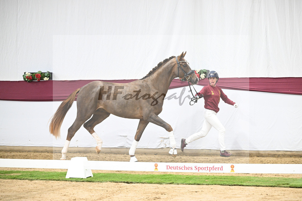 Kat-Nr. 113 Benicio x Floriscount_Galneder Zuchthof GbR_47253732 | hf-fotografie - Realisiert mit Pictrs.com
