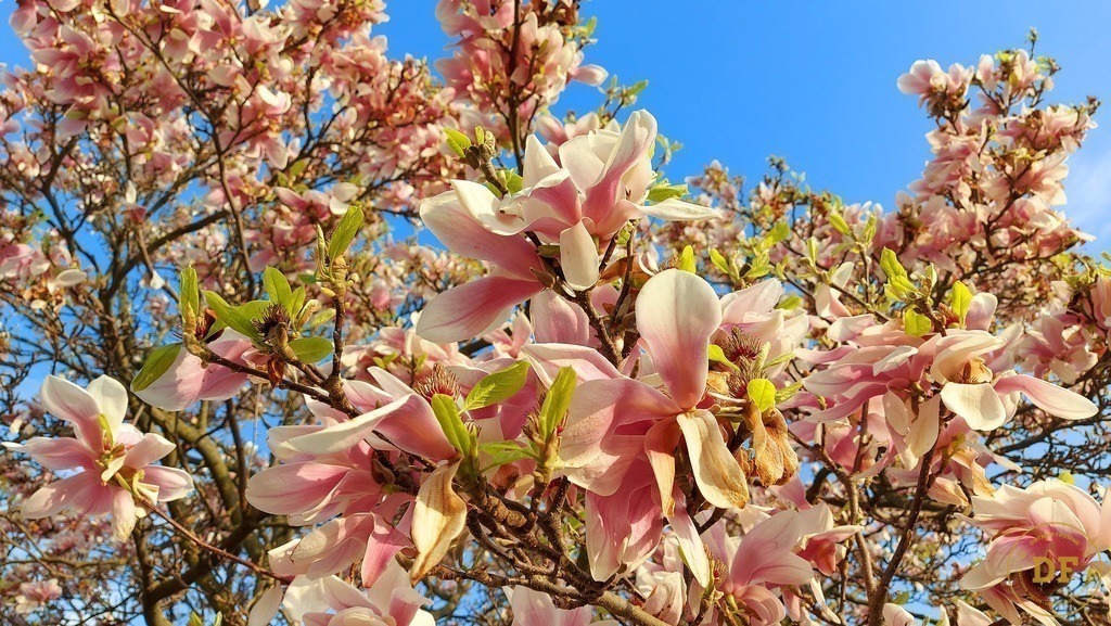 20250414_181537 | Geschenke, Wandbilder und Accessoires mit Motiven aus Dresden und anderen schönen Orten zur Verschönerung Deines zu Hauses und zum verschenken gewünscht? Wähle Deine Lieblingsbild auf dem Produkt Deiner Wahl. 