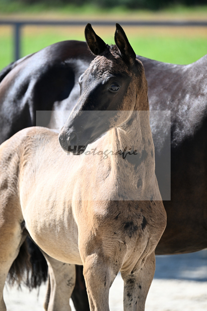 Kat-Nr. 12 Cadeau Noir x Royal Classic_HF_Lechner_26250126 | hf-fotografie - Realisiert mit Pictrs.com
