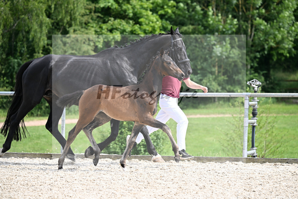 Kat-Nr. 6 Fair Deal x Sir Donnerhall_SF_Zimmermann_17250683 | hf-fotografie - Realizzato con Pictrs.com