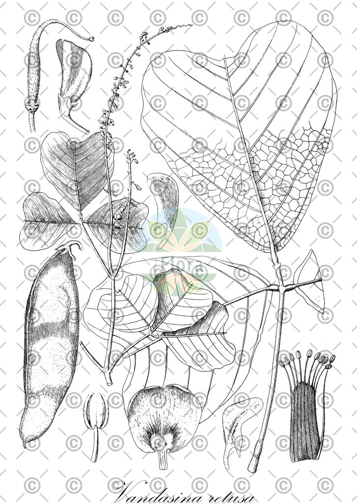 HistAbb_wfo-0000331156_2_ENZY_Simple | Historische Abbildung von Vandasina retusa - Fabaceae | Historical Illustration of Vandasina retusa - Fabaceae