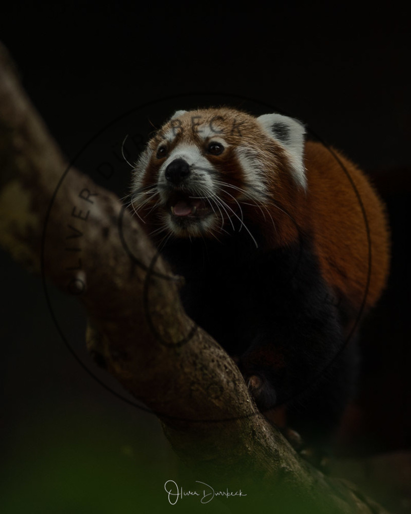 natur-tiere-01 | Shop für Kindergartenfotografie und andere Fotoprodukte von Oliver Dürrbeck Fotografie. - Realisiert mit Pictrs.com
