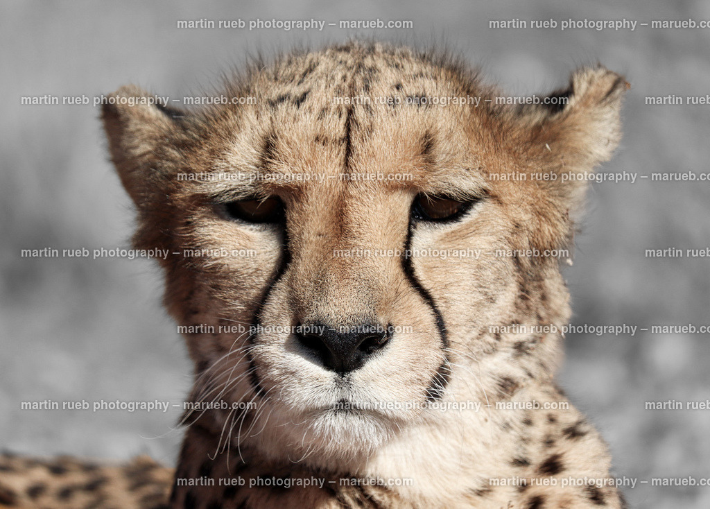 Portrait of a cheetah | Closeup portrait of a cheetah - Realisiert mit Pictrs.com