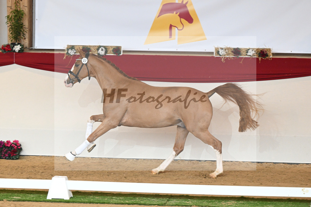 Kat-Nr. 57 Fuerst Samarant_Beckmann_1230591 | hf-fotografie - Realisiert mit Pictrs.com
