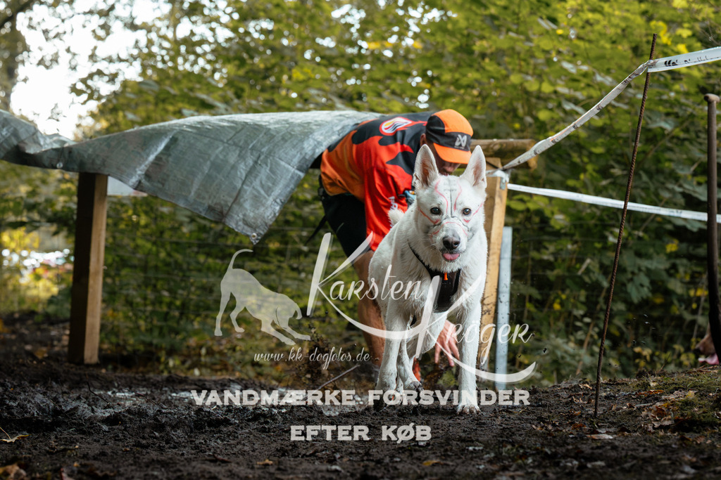 1409DZ6_1098Z6 | kk-dogfotos