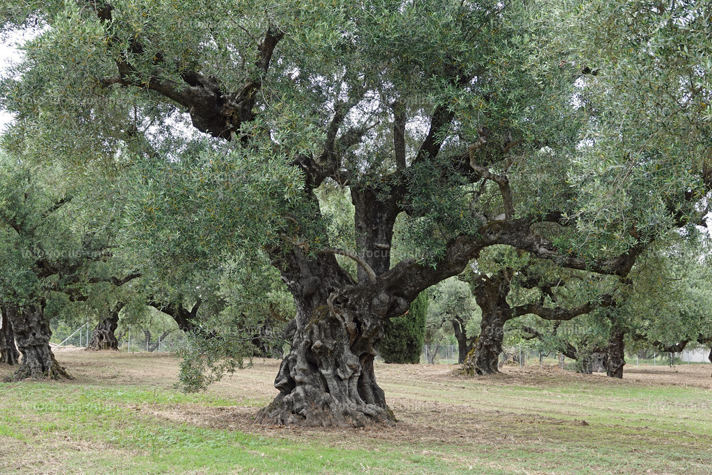 Olives | foto-focus-online