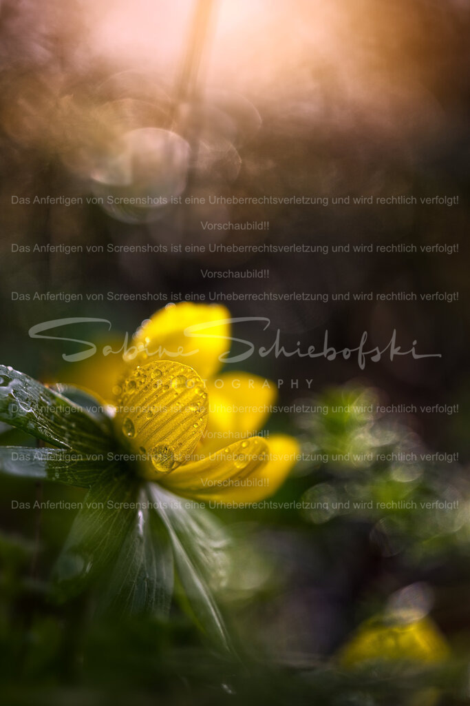 Tanz in den Frühling | People- und Tierfotografie, Imageaufnahmen, Veranstaltungsfotografie und Wandbilder aus der Natur ★ Made in Germany ✔️ Druck + Downloads ✔️ Naturfotografie in Top Qualität ★ schneller Versand, weltweite Lieferung! - Realisiert mit Pictrs.com