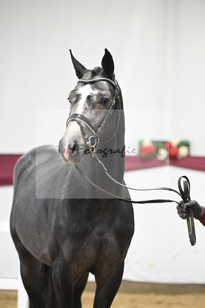 Kat-Nr. 92 Vingino x Stolzenberg_Markus u Leonhard Diez_47252650 | hf-fotografie - Realisiert mit Pictrs.com