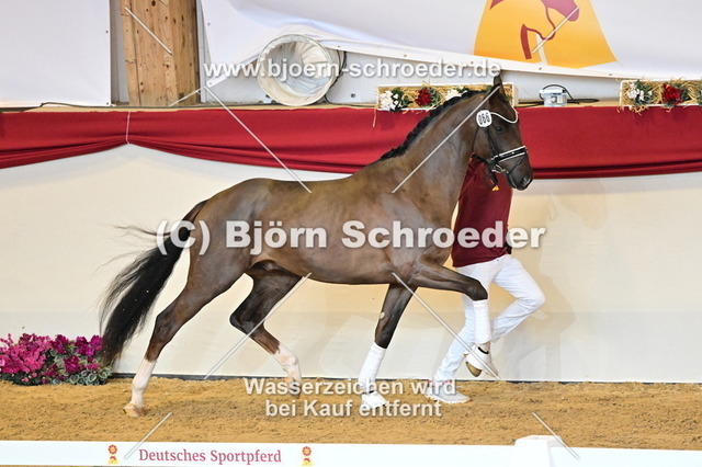 66_Revolution - Damon Hill_787_3406 | Björn Schroeder Pferdefotografie