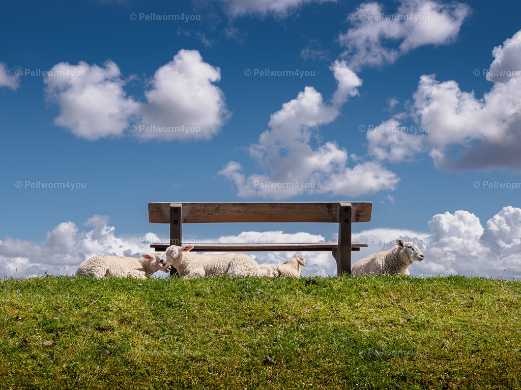 _6111635 | Pellwormer Bilder und Fotos als Poster, auf Leinwand mit Keilrahmen, hinter Acrylglas, auf Alu-Dibond oder Forex-Platte und vieles mehr. Zum verschenken, für die Ferienwohnung oder für zu Hause. - Realisiert mit Pictrs.com