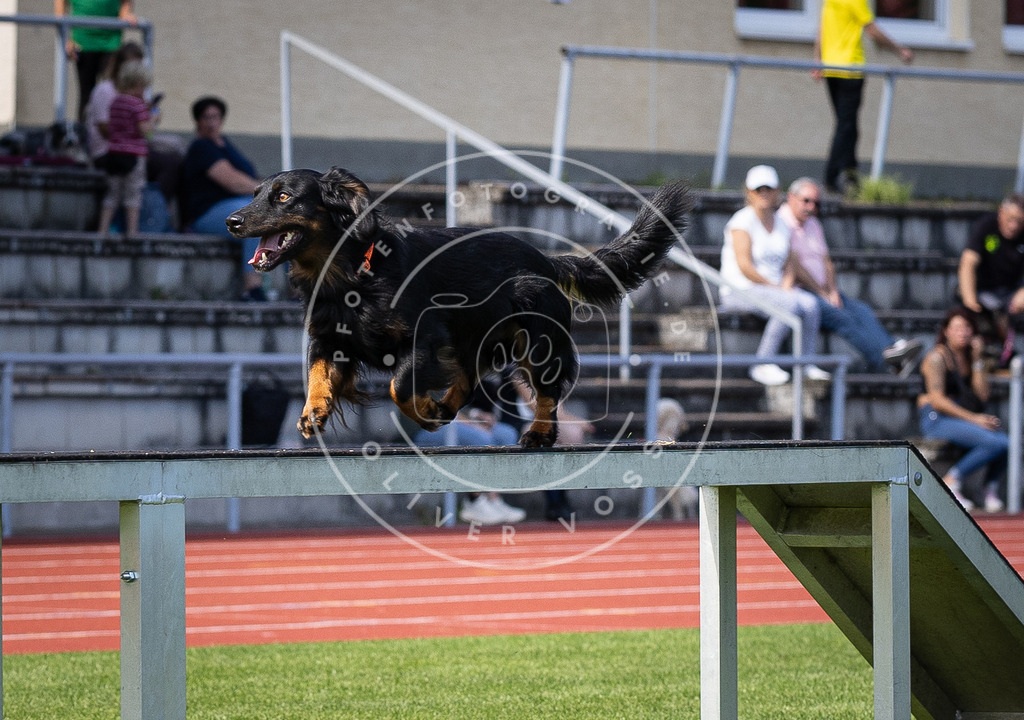 Pfotenfotografie_DV3A8380 | Hundefotografie, Tierfotograf, Pfotenfotografie, Fotoshooting Hund, Hunde Portrait, Hundesport, Hundeportraits, Heideshooting, Hunde, Sportfotograf, Hundefotograf, Turnierhundsport, THS,  - Realisiert mit Pictrs.com