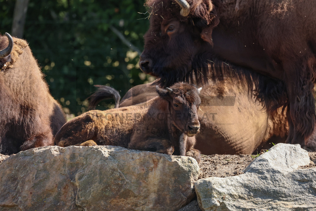 Bisons at Tierpark Herberstein // Bisons im Tierpark Herberstein | Bisons at Tierpark Herberstein in Styria, Austria. The scene shows the powerful animals in their enclosure and highlights their impressive appearance, calm presence and natural behavior in the zoo environment. // Bisons im Tierpark Herberstein in der Steiermark, Österreich. Die Szene zeigt die kraftvollen Tiere in ihrem Gehege und hebt ihr eindrucksvolles Erscheinungsbild, ihre ruhige Präsenz und ihr natürliches Verhalten im Tierpark hervor. - Realisiert mit Pictrs.com