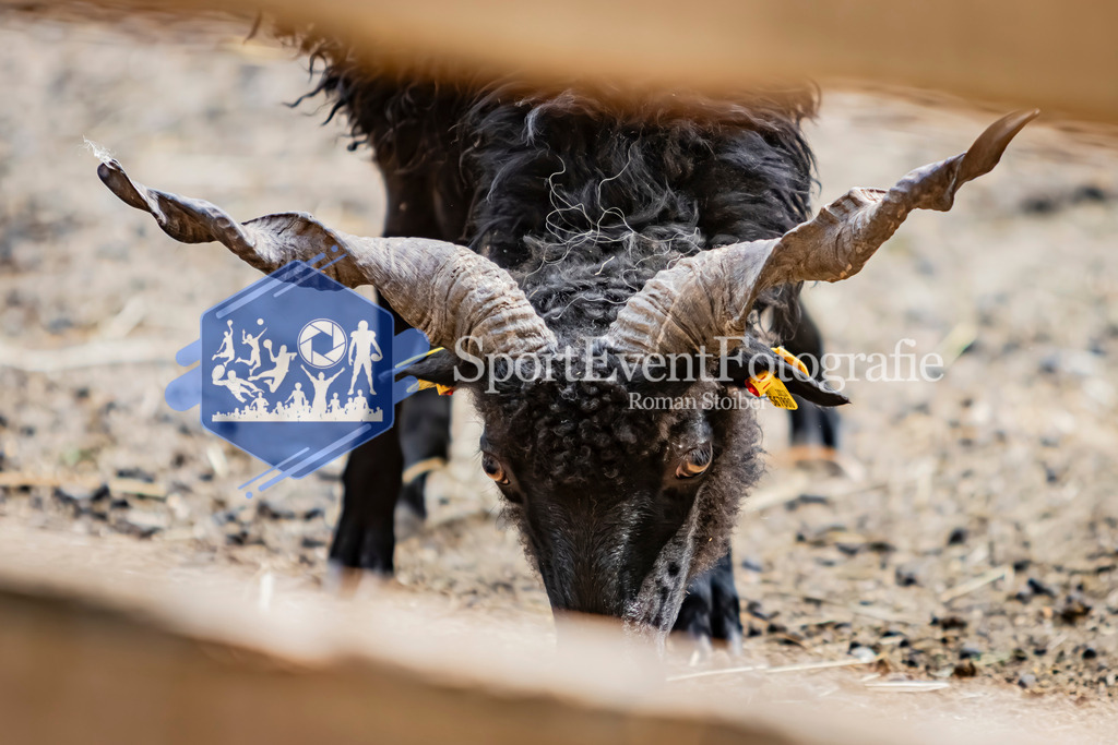 IMG_2883 | SportEventFotografie - Roman Stoiber