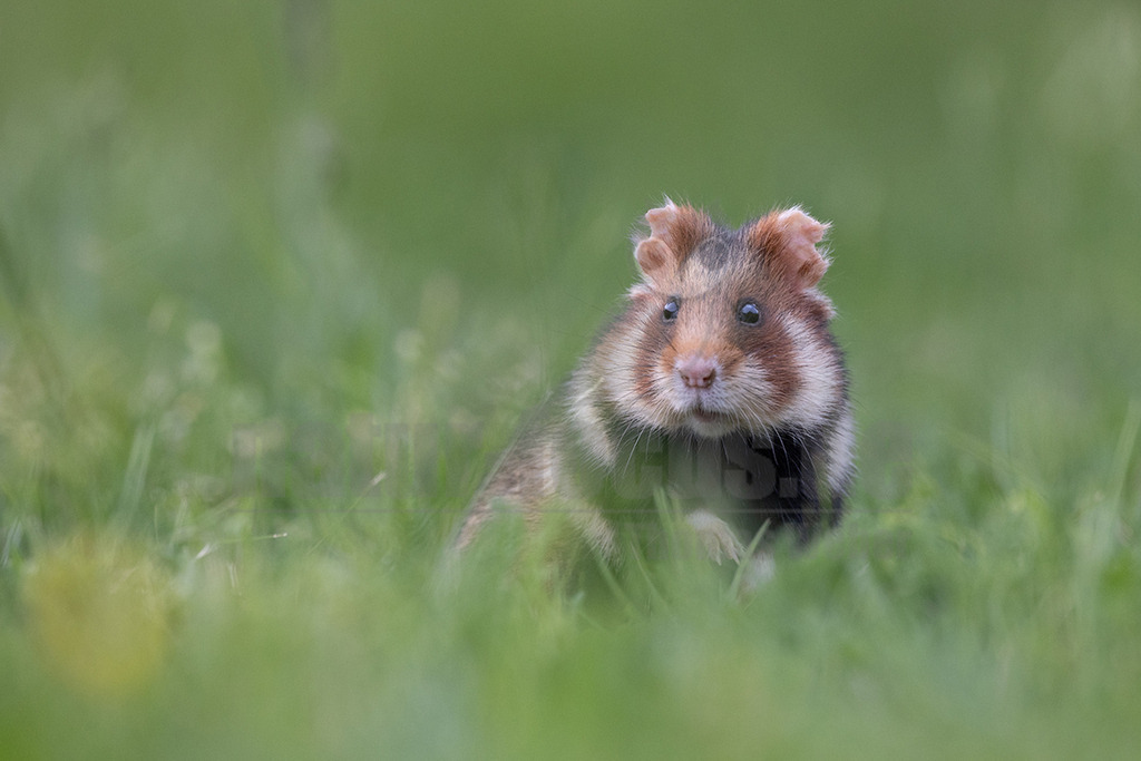 R5NF6230_20240511 | Der Feldhamster (Cricetus cricetus) ist die einzige Art der Gattung Hamster in Europa und etwa so groß wie ein Meerschweinchen. Er legt einen weit verzweigten Bau unter dem Acker an. Der hübsche Nager ernährt sich von Getreide und anderen Feldfrüchten und hält von circa Oktober bis April einen festen Winterschlaf. - Realisiert mit Pictrs.com