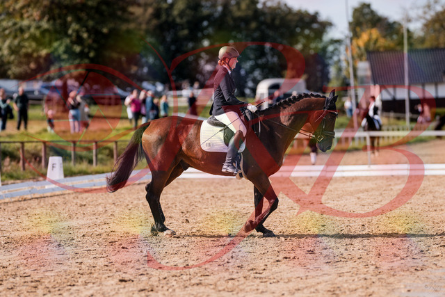 2026_10_03_Siefer-Hof_130219_Z81_56017742 | Professionelle Reitsport-, Turnier- und Eventfotografie von Robert Broda. Galerien mit ausgewählten und bearbeiteten Bildern direkt online ansehen und bestellen.