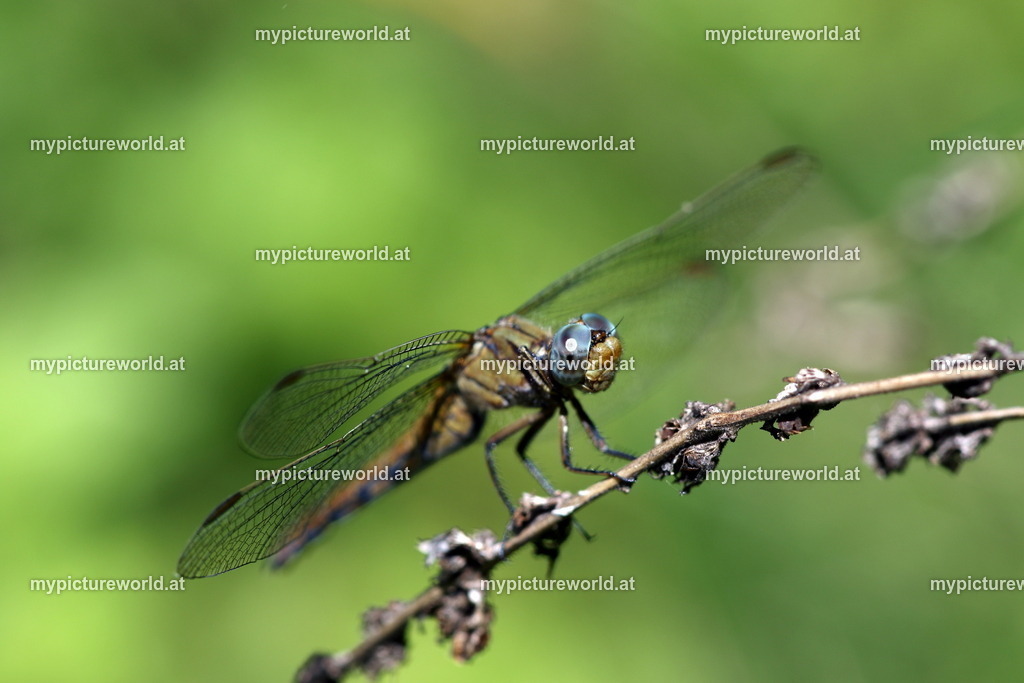 Kleiner Blaupfeil-012 | Das Bilderarchiv über Tiere, Planzen und Landschaften. In der Bilddatenbank finden Sie ein große Auswahl an hochwertigen Bilder für Ihre Werbung - Realized with Pictrs.com