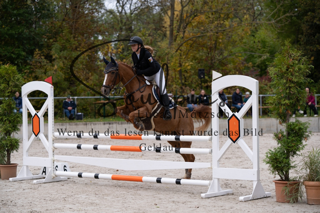 A7V07705 | Pferdefotograf