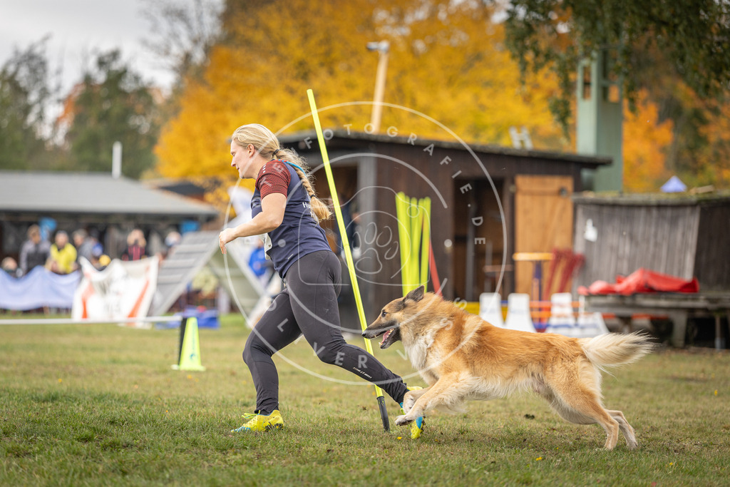 Pfotenfotografie_DV3A6635 | Hundefotografie, Tierfotograf, Pfotenfotografie, Fotoshooting Hund, Hunde Portrait, Hundesport, Hundeportraits, Heideshooting, Hunde, Sportfotograf, Hundefotograf, Turnierhundsport, THS,  - Realisiert mit Pictrs.com