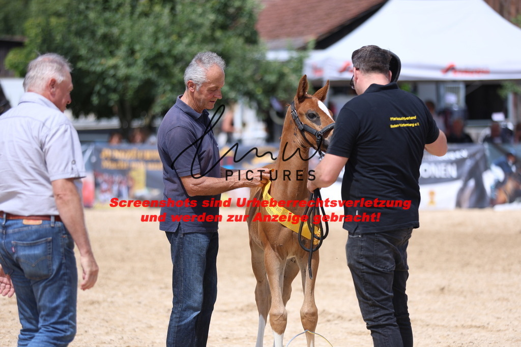 Fohlenschau_Schwäbisch_Hall_springbetonte_Fohlen_SIEGERFOHLEN_KN 22_4 | lmwpictures - Realisiert mit Pictrs.com