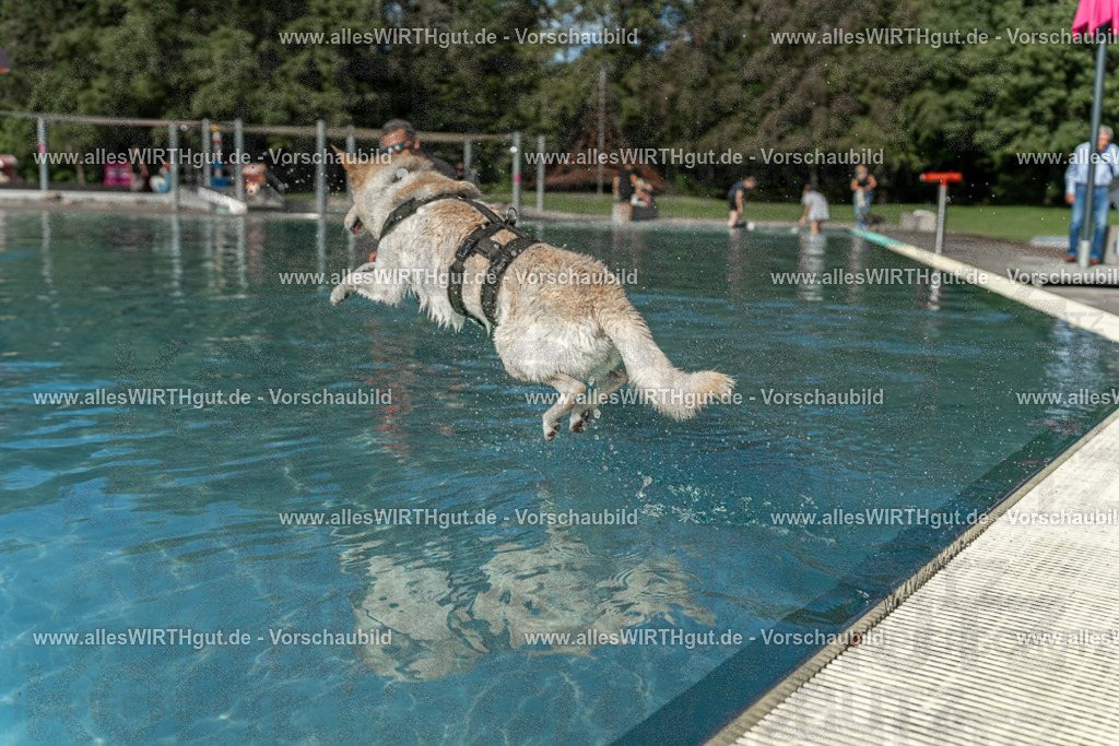 Hundeschwimmen_Volksbad_2026-allesWIRTHgut_Tierfotografie-2609061547-7R501895 | Professionelle Tierfotografie in Mönchengladbach von Daniel Wirth (allesWIRTHgut). Liebevolle & natürliche Bilder von Hunden & Katzen für unvergessliche Erinnerungen.