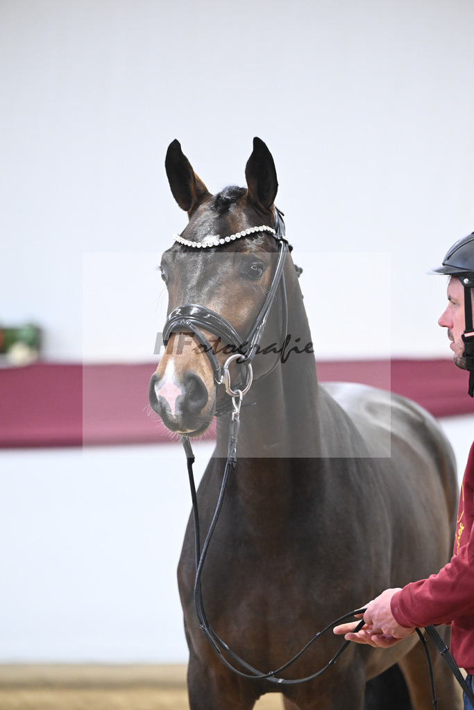 Kat-Nr. 70 Valdiviani x Fuerstenball_Joachim Weil_47252569 | hf-fotografie - Realisiert mit Pictrs.com