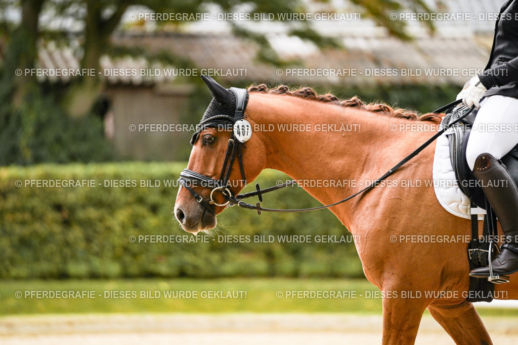 DSC08171 | Pferdegrafie